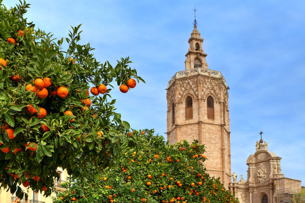 pomarańczowe drzewa i valencia katedry. - Zdjęcie, obraz