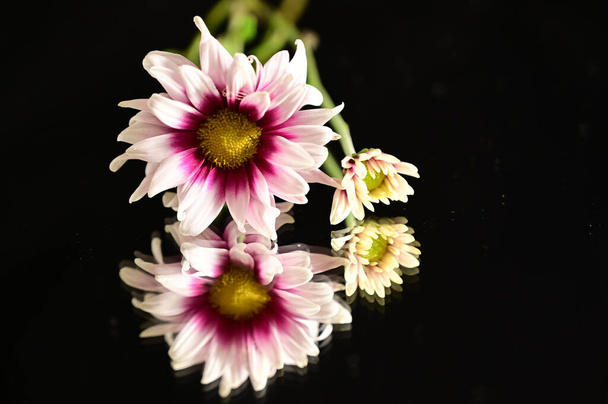 Close up of amazing flowers blossom on dark background - Foto, afbeelding