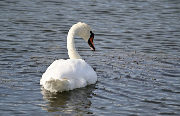 beautiful white swan swimming on lake at summer day  - Photo, Image