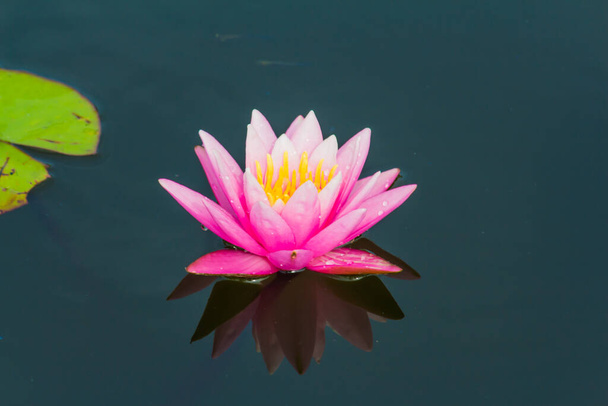 Esta hermosa flor de lirio o loto se complementa con los ricos colores de la superficie de agua azul profundo. Los colores saturados y el detalle vibrante hacen de esta una imagen casi surrealista. - Foto, imagen
