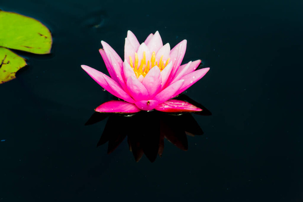 Tato krásná vodní lilie nebo lotosový květ je kompliment bohaté barvy hluboké modré vodní hladiny. Nasycené barvy a pulzující detail, aby to téměř surrealistický obraz. - Fotografie, Obrázek