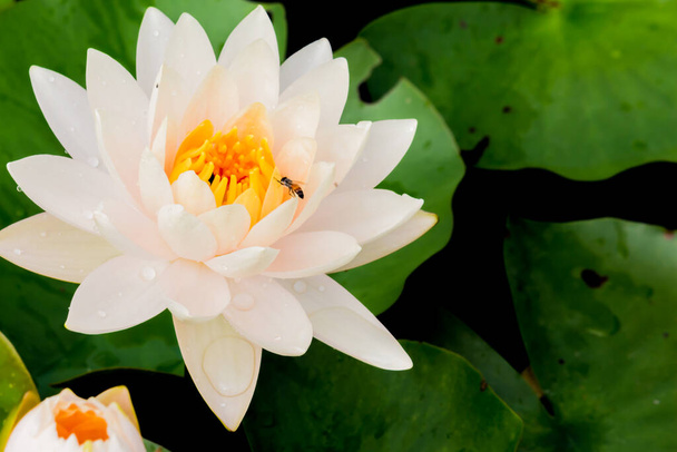 Diese wunderschöne Seerose oder Lotusblume wird durch die satten Farben der tiefblauen Wasseroberfläche ergänzt. Gesättigte Farben und lebendige Details machen dieses Bild fast surreal. - Foto, Bild
