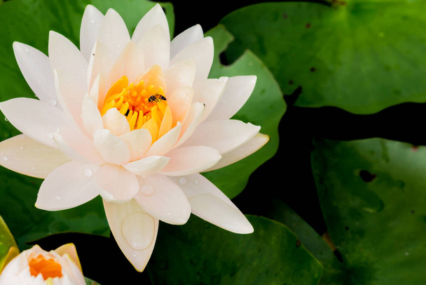 Ten piękny kwiat lilii wodnej lub lotosu jest uzupełniona przez bogate kolory głęboko niebieskiej powierzchni wody. Nasycone kolory i żywe detale sprawiają, że jest to niemal surrealistyczny obraz. - Zdjęcie, obraz