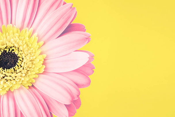 zblízka růžové sedmikrásky květiny na žlutém pozadí - Fotografie, Obrázek