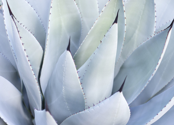 Hojas decorativas sobre planta de Aloe Vera
 - Foto, imagen