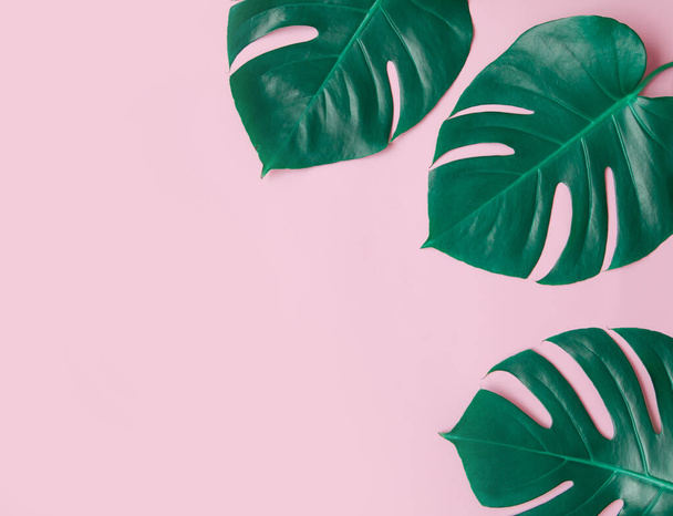 Tropical background with palm monstera leaves on pink. - Foto, Imagen