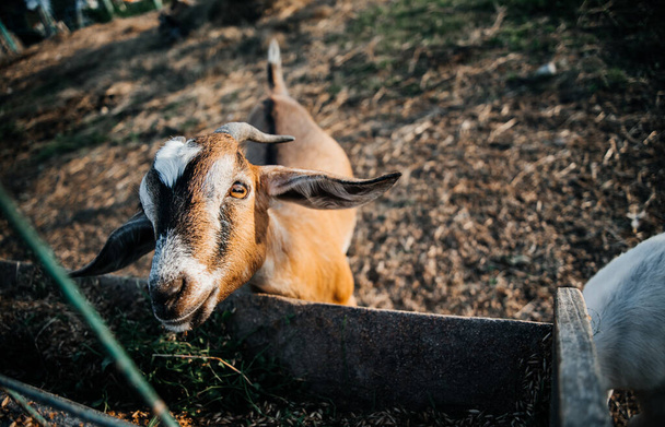 Çiftlikteki Nubian süt keçisi çiftliği. Memeli, kahverengi. Uzun kulakları ve boynuzları olan güzel. - Fotoğraf, Görsel
