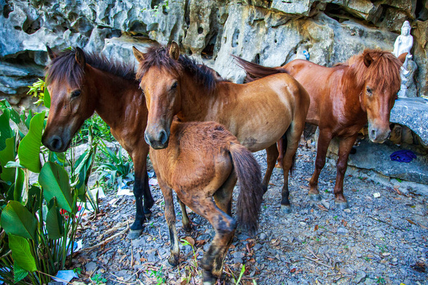 Gruppo di tre giovani cavalli vicino alle rocce - Foto, immagini