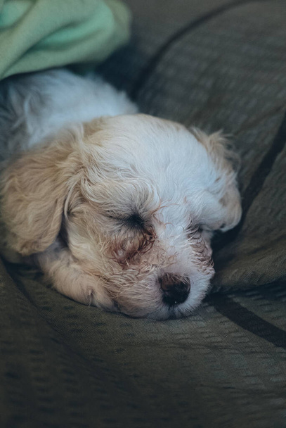 Chinese Crested Powderpuff dog sleeps on sofa. - Photo, Image