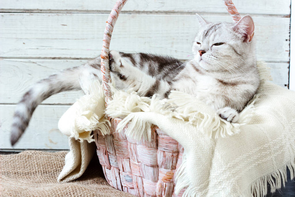 Grijze brittish kat leggen in mand over witte houten achtergrond - Foto, afbeelding