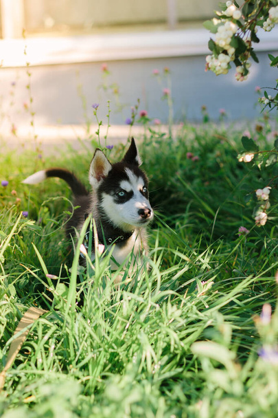 Little husky dog at green grass at sunny day - Fotó, kép