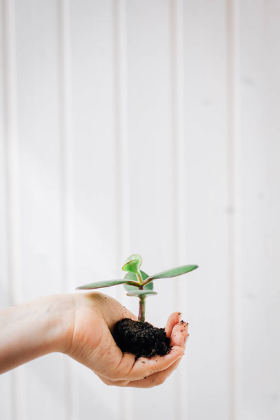 Маленький побег зеленого растения в руке на фоне белой стены - Фото, изображение