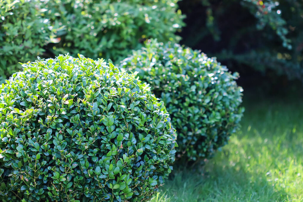 Διαμόρφωση κήπου με καταπράσινο γκαζόν, πολύχρωμους θάμνους, διακοσμητικά αειθαλή φυτά και διαμορφωμένο boxwood (Buxus Sempervirens) το φθινόπωρο. Έννοια κηπουρικής. - Φωτογραφία, εικόνα