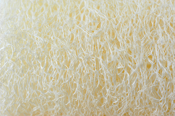 Loofah Texture - Фото, изображение