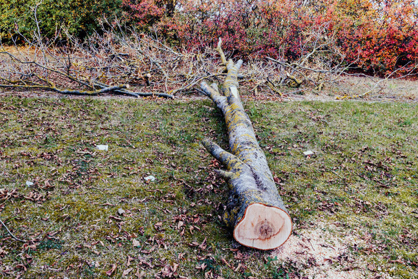 un árbol cortado con ramas podadas yace en el suelo en el patio - Foto, imagen