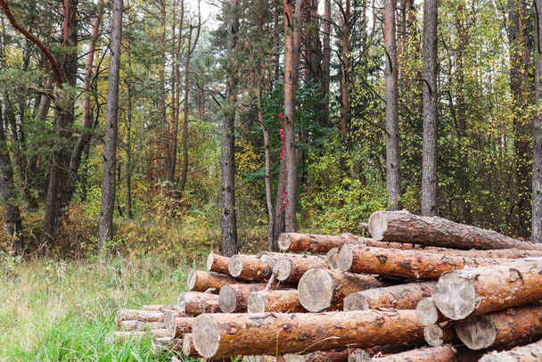 Ağaç gövdeleri yığılıyor, kereste sanayisi. Sonbahar ormanı arka planında tahta gövdeler. - Fotoğraf, Görsel