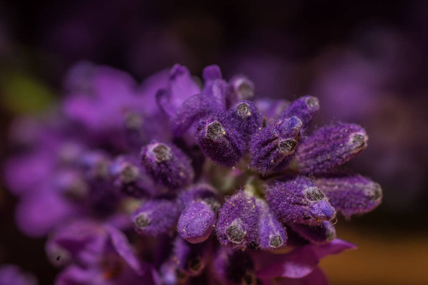 sok friss levendulavirág tavasszal a begyűjtés után - Fotó, kép