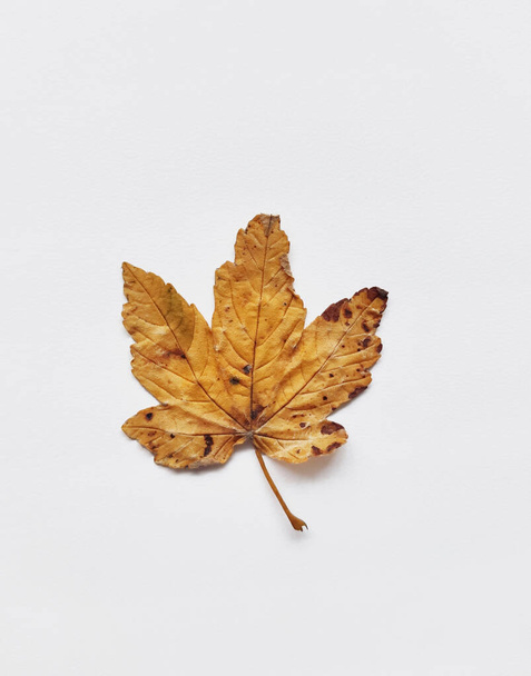 Bright orange maple leaf on white background isolated - Photo, Image