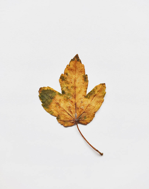 Bright orange maple leaf on white background isolated - Photo, Image
