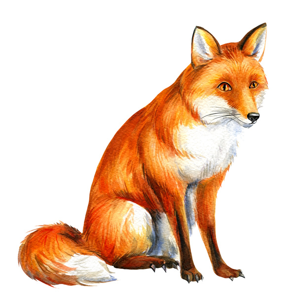 Découpez l'aquarelle Fox. dessin à la main animal - Photo, image