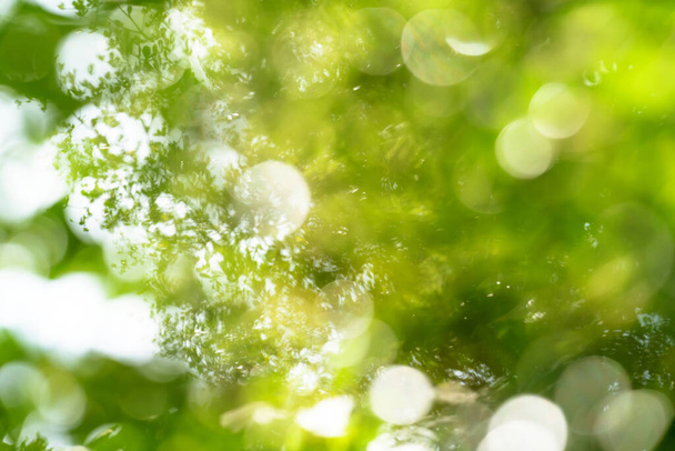 fondo abstracto bokeh verde natural, textura borrosa - Foto, Imagen
