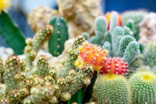 closeup various cactus plants in garden - Photo, Image