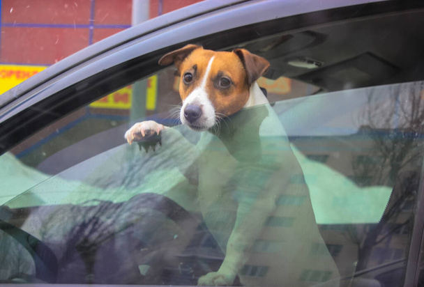 Jack Russell Terrier conduciendo un coche, mascotas divertidas - Foto, Imagen
