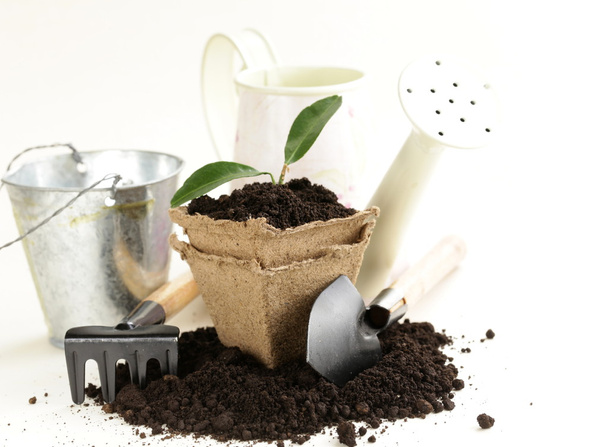 Green plant grows from the ground with garden tools on a white background - Photo, image