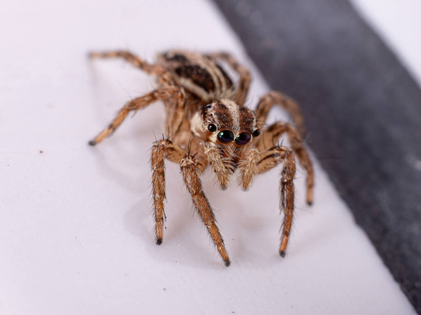 Pantropical Jumping Spider of the species Plexippus paykulli - Photo, Image