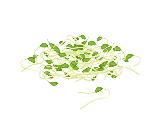 Fresh Mung Beans Sprouts on White Background - Vector, Image