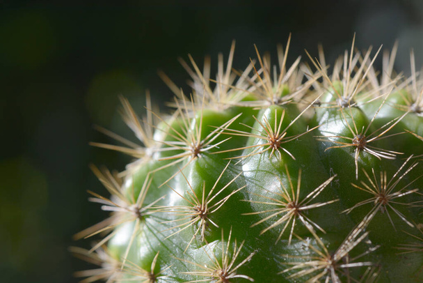 Cactus de primer plano con fondo natural. - Foto, imagen