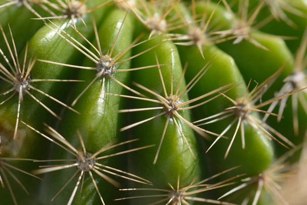 Closeup cactus with natural background. - Foto, afbeelding