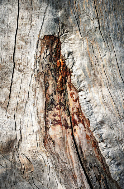 Hintergrund oder Texturdetail einer verwitterten Rille an einem Baumstamm - Foto, Bild