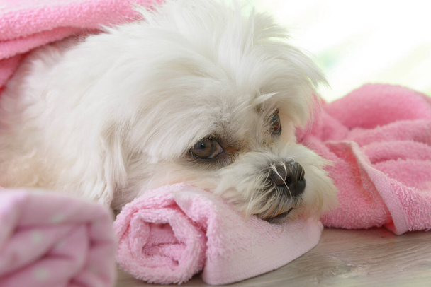 Маленький собака в спа-салоні відпочиває після догляду
 - Фото, зображення