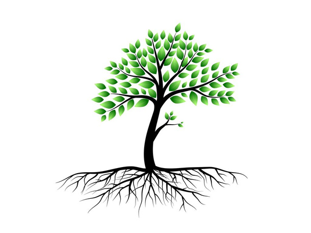 Trees with green leaves look beautiful and refreshing. Tree and roots LOGO style. - Vector, Image