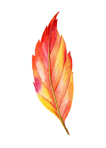 colored leaf on white background, watercolor botanical illustration, hand drawing - Photo, image
