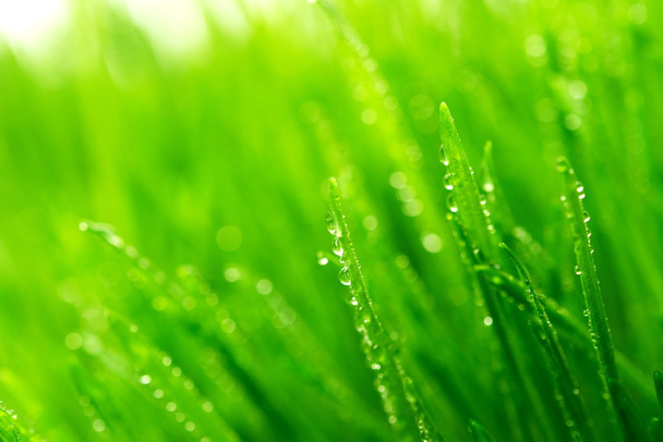 Rugiada su un'erba verde fresca
 - Foto, immagini