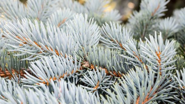 Blue spruce branches in winter. The blue spruce tree ( Picea pungens). Christmas and new year decoration. Selective focus - Photo, Image