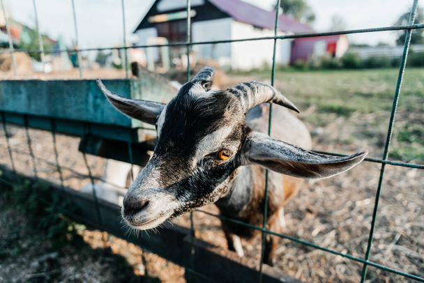 Çiftlikteki Nubian süt keçisi çiftliği. Memeli, kahverengi. Uzun kulakları ve boynuzları olan güzel. - Fotoğraf, Görsel