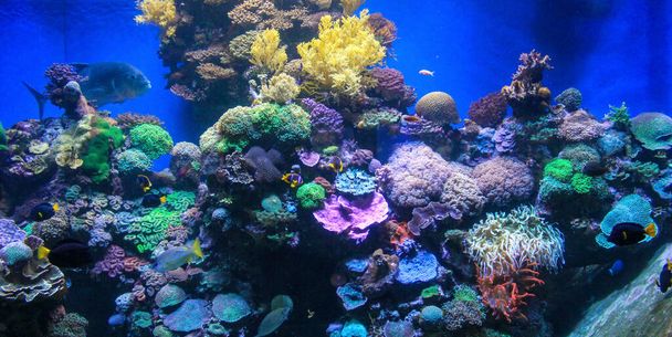 These are inhabitants of coral reefs in Red Sea. - Foto, imagen