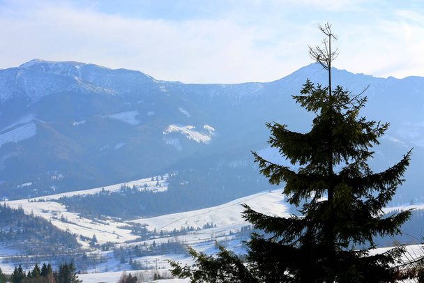 Paesaggio invernale con pino su sfondo valle di montagna. Portalo in Slovacchia - Foto, immagini
