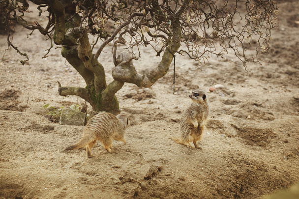 Pieni kaunis meerkat seisoo tassuillaan hiekalla lähellä puuta
 - Valokuva, kuva