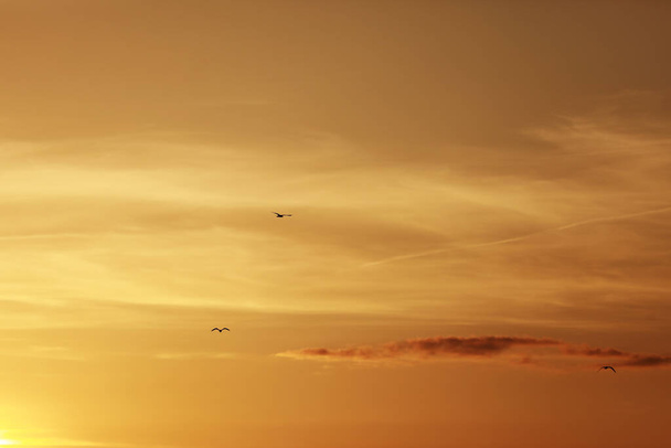Bei gabbiani che volano sullo sfondo del cielo arancione tramonto. - Foto, immagini