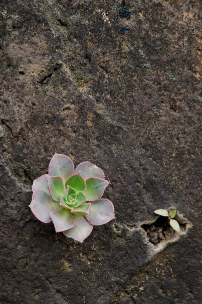 Plantez Aeonium percarneum sur une falaise rocheuse. Ravin de Guayadeque. Monument naturel du Ravin de Guayadeque. Ingenio. Gran Canaria. Îles Canaries. Espagne. - Photo, image