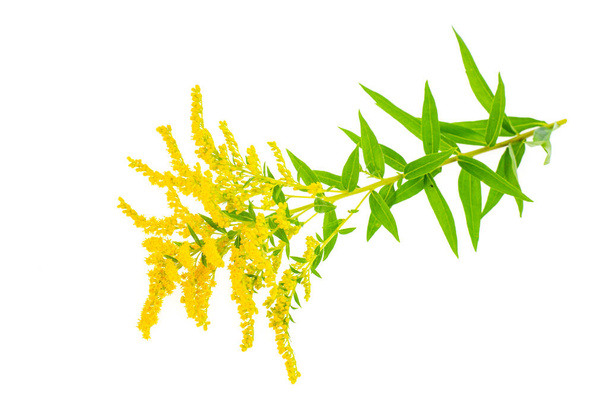 Plant flowering yellow Solidago, weed. Studio Photo. - Photo, Image