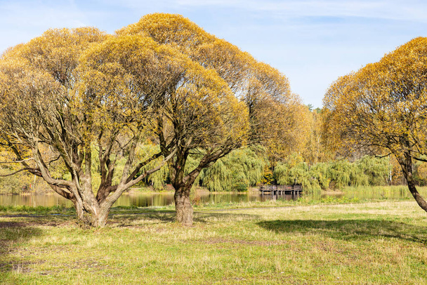 Sarı söğüt ağaçları, güneşli bir sonbahar gününde şehir parkında gölet kenarındaki çayırlarda. - Fotoğraf, Görsel