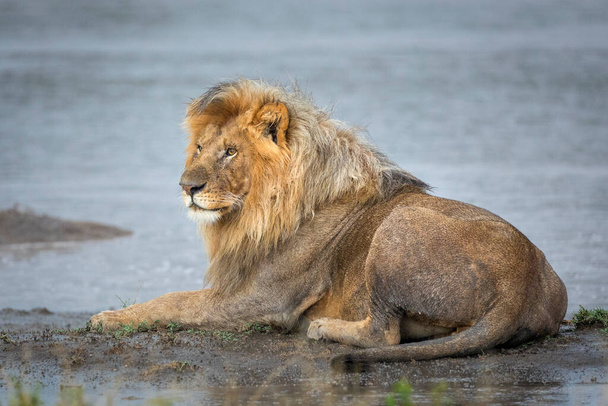 Lev leží na okraji vody v bahnité trávě a vypadá ostražitě v Ndutu v Tanzanii - Fotografie, Obrázek