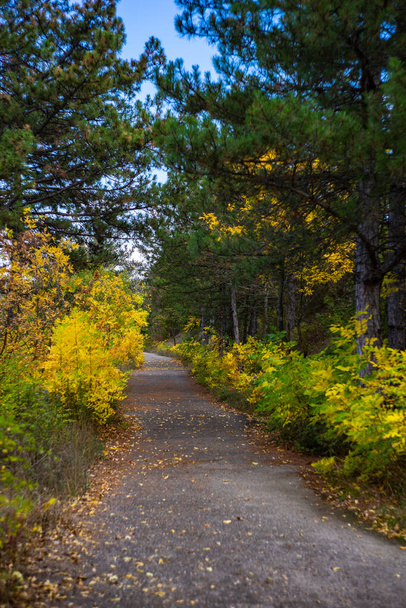 Paesaggio autunnale con foglie giallo brillante sugli alberi e strada in una foresta - Foto, immagini