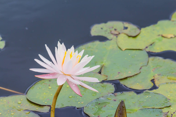Esta hermosa flor de lirio o loto se complementa con los ricos colores de la superficie de agua azul profundo. Los colores saturados y el detalle vibrante hacen de esta una imagen casi surrealista. - Foto, Imagen