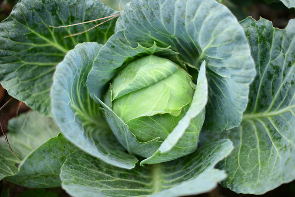 Large green cabbage on a vegetable garden in soft focus - Photo, Image